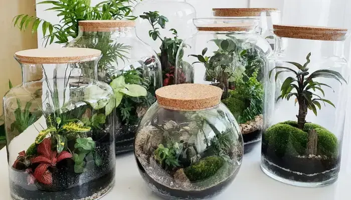 Terrariums & Gifts