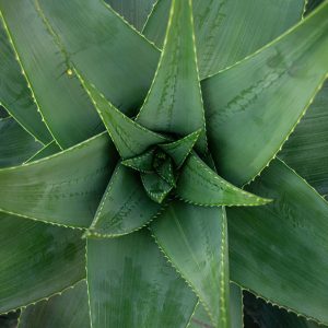 Aloe Vera Plant