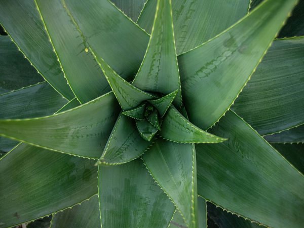 Aloe Vera Plant