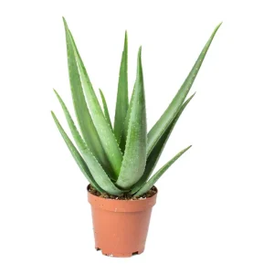 Aloe Vera Plant