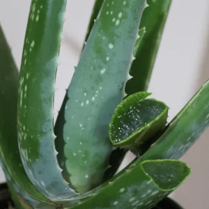 Aloe Vera Plant