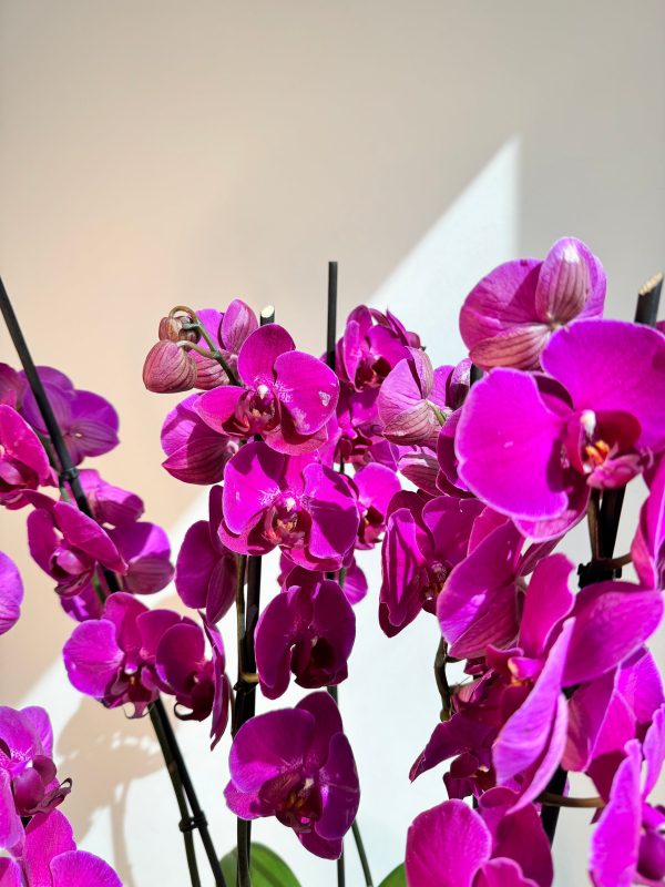 Purple Orchid Plant Bunch in Rose Gold Ceramic - Image 4