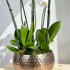 White Orchid Plant Bunch in Rose Gold Metal Pot