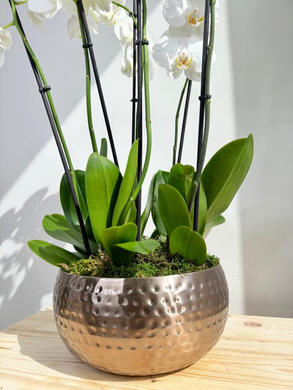 White Orchid Plant Bunch in Rose Gold Metal Pot - Image 2