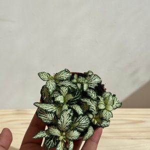 Fittonia Plant (Green)