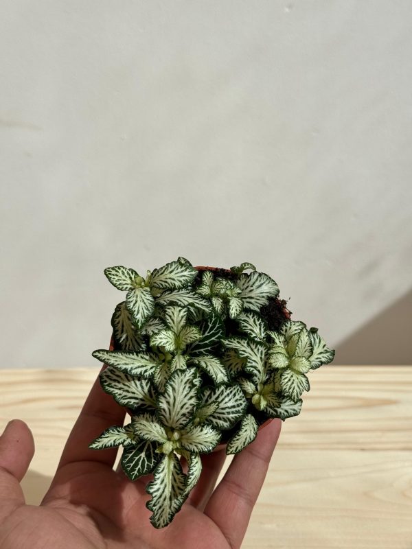 Fittonia Plant (Green) - Image 2