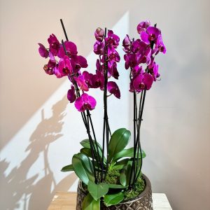 Purple Orchid Plant Bunch in Rose Gold Ceramic