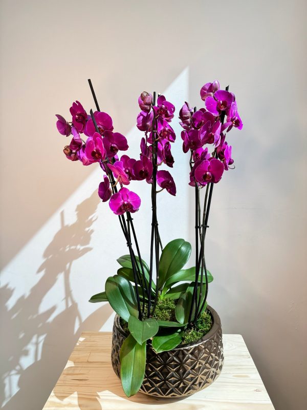 Purple Orchid Plant Bunch in Rose Gold Ceramic