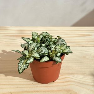 Fittonia Plant (Green)