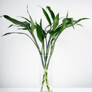 Lucky Bamboo Vase with 5 Sticks