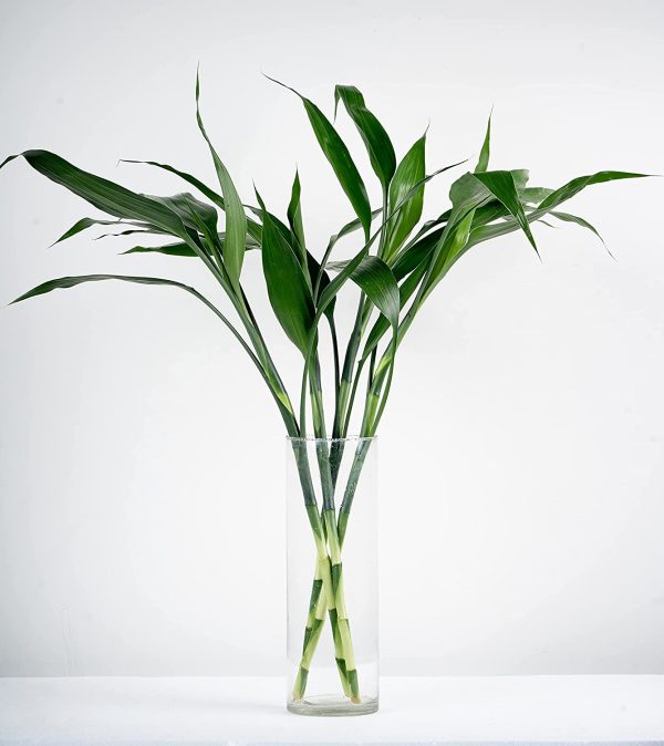 Lucky Bamboo Vase with 5 Sticks