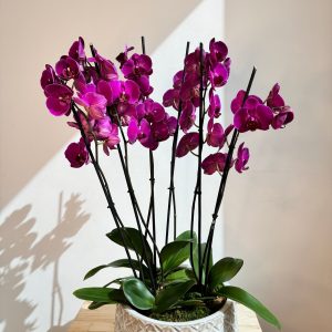 Purple Orchid Plant Bunch in White Ceramic