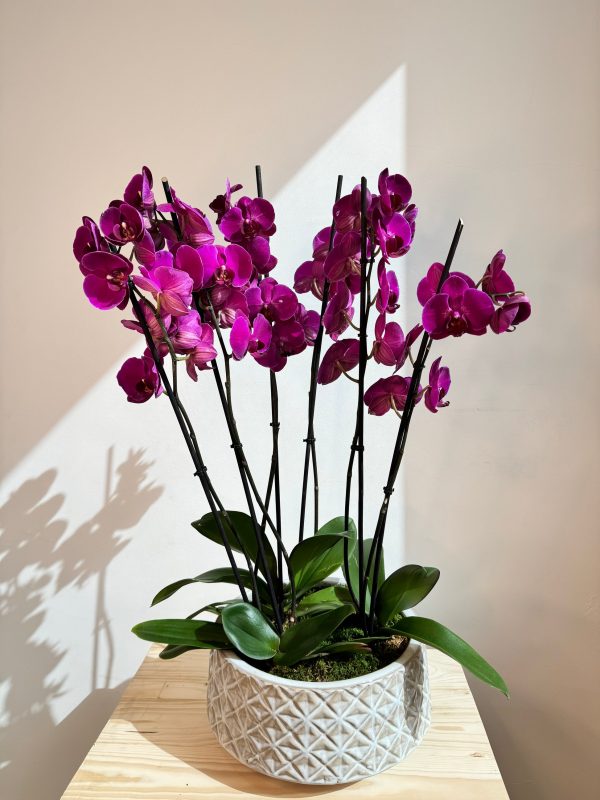 Purple Orchid Plant Bunch in White Ceramic