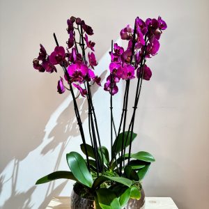 Purple Orchid Plant Bunch in Rose Gold Metal Pot – نبات الأوركيد – Phalaenopsis