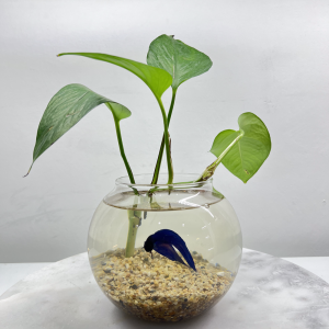 Blue Betta – Glass Bowl with a Plant