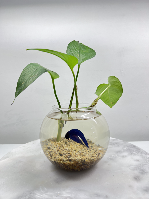 Blue Betta - Glass Bowl with a Plant - Image 2