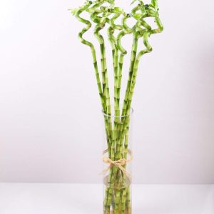 Curly Lucky Bamboo with Vase