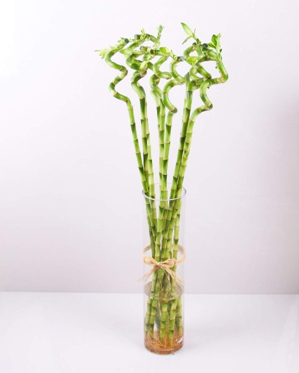 Curly Lucky Bamboo with Vase