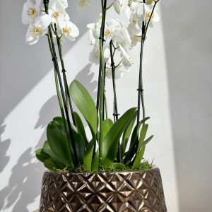 White Orchid Plant Bunch in Rose Gold Ceramic