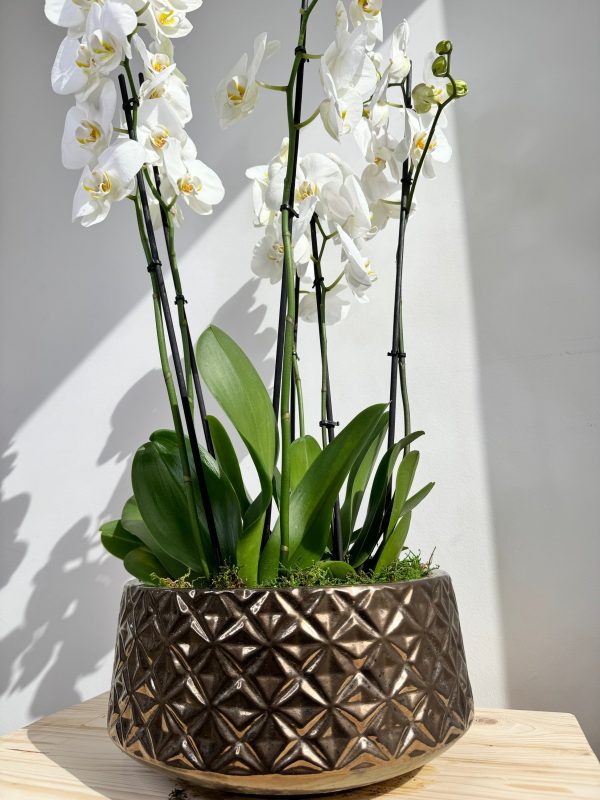 White Orchid Plant Bunch in Rose Gold Ceramic - Image 2