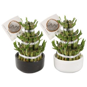 Lucky Bamboo – Tabletop Indoor Plant