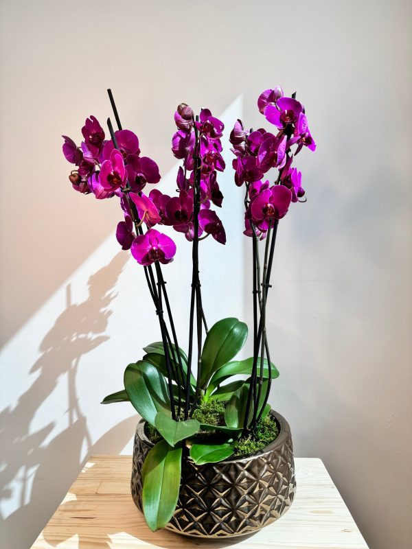 Purple Orchid Plant Bunch in Rose Gold Ceramic - Image 3