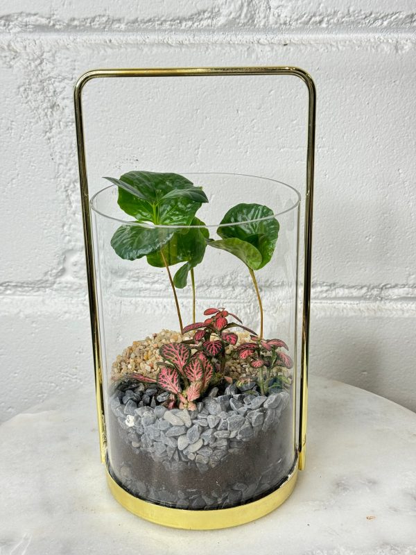 Terrarium - Caffeine Cascade (Golden Vase) - Image 3