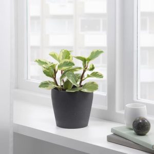 Graphite Essence – Dark Grey Ceramic Pot – Planter