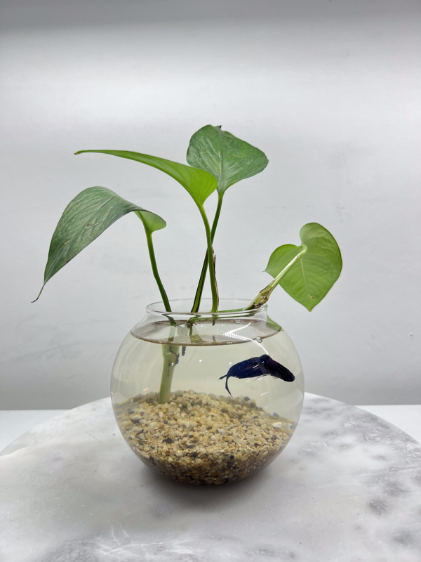 Blue Betta - Glass Bowl with a Plant - Image 4