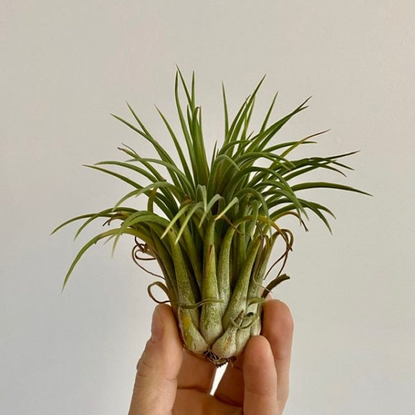 Tillandsia Ionantha Green - Air Plant