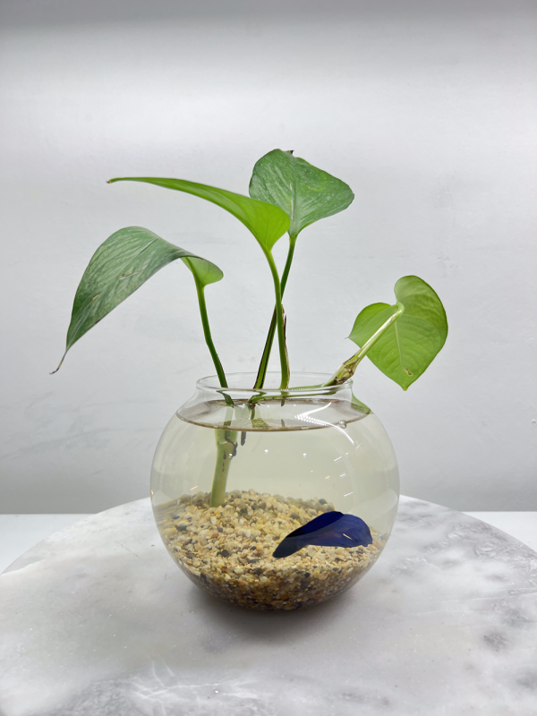 Blue Betta - Glass Bowl with a Plant - Image 3