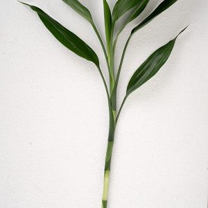 Lucky Bamboo Single Stick