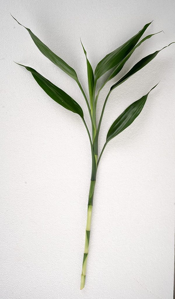 Lucky Bamboo Single Stick