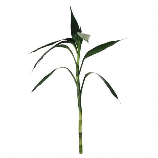 Lucky Bamboo Single Stick - Image 2