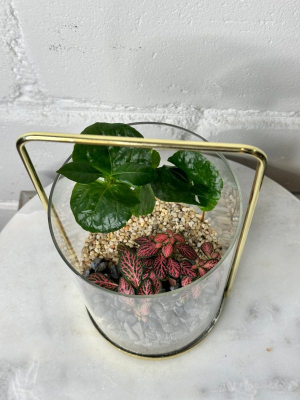 Terrarium - Caffeine Cascade (Golden Vase) - Image 2