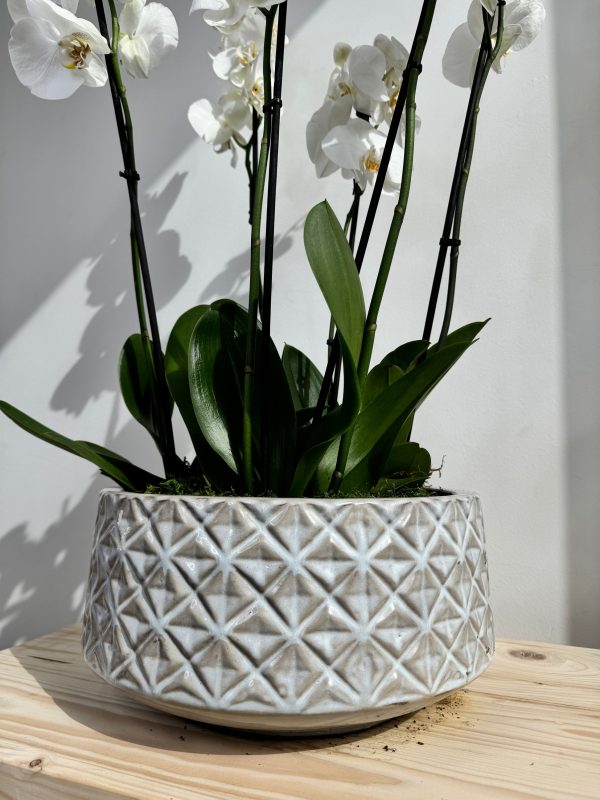 White Orchid Plant Bunch in White Ceramic - Image 3