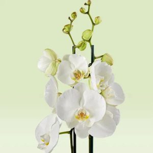 White Orchid Plant – Flowering Plant