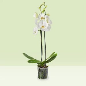 White Orchid Plant – Flowering Plant