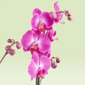 Purple Orchid Plant – Flowering Plant