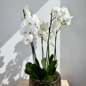 White Orchid Plant Bunch in Rose Gold Ceramic