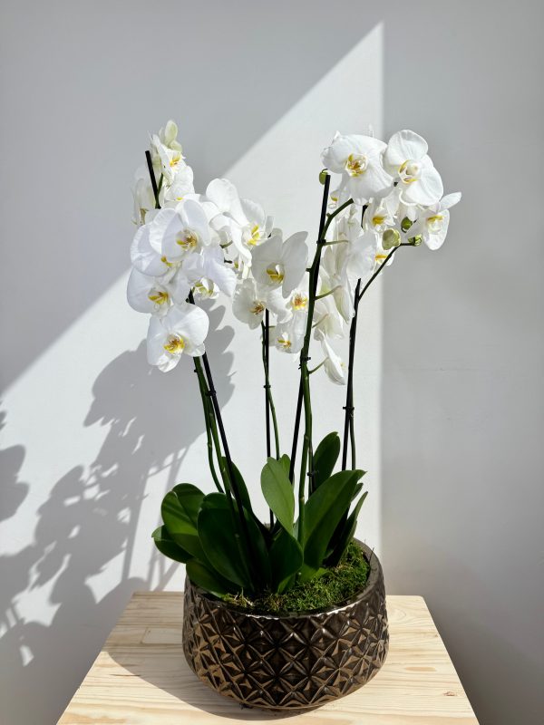 White Orchid Plant Bunch in Rose Gold Ceramic