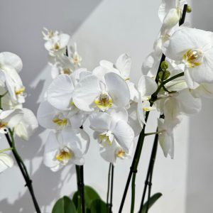 White Orchid Plant Bunch in White Ceramic