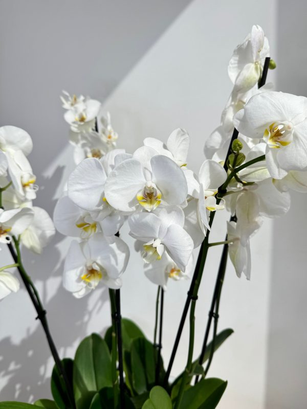 White Orchid Plant Bunch in White Ceramic - Image 2