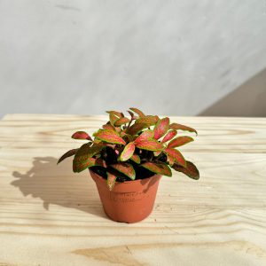 Fittonia Plant Red