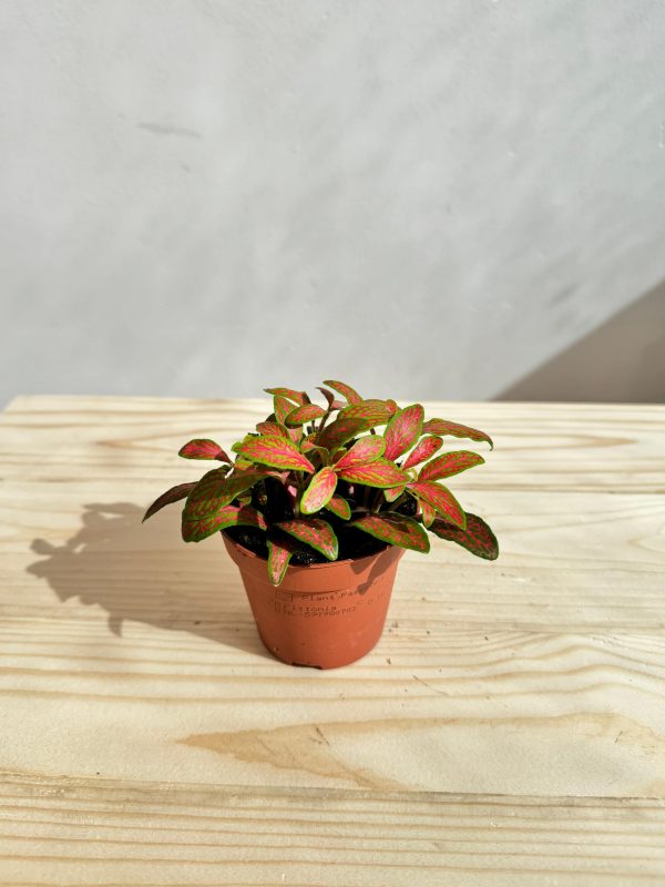 Fittonia Plant Red