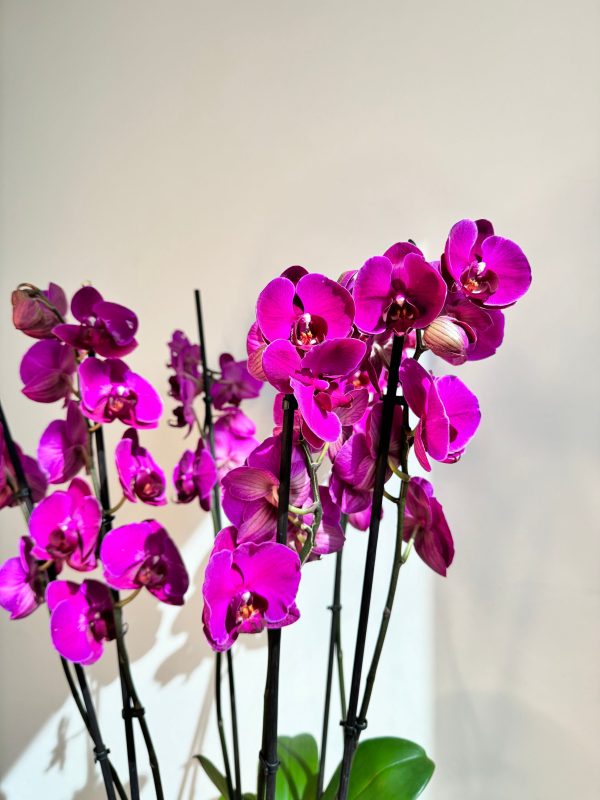 Purple Orchid Plant Bunch in Rose Gold Metal Pot - نبات الأوركيد - Phalaenopsis - Image 3