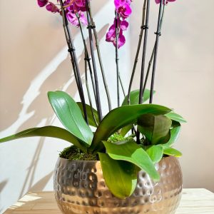 Purple Orchid Plant Bunch in Rose Gold Metal Pot – نبات الأوركيد – Phalaenopsis