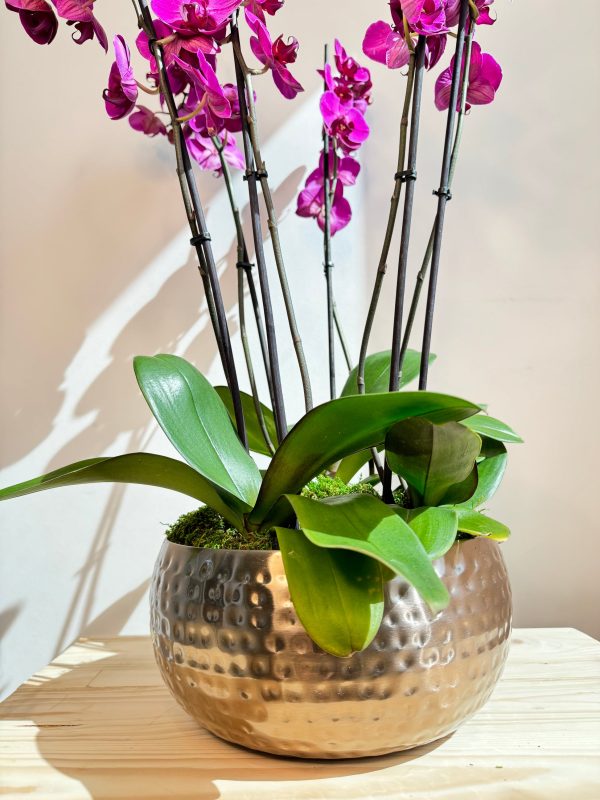 Purple Orchid Plant Bunch in Rose Gold Metal Pot - نبات الأوركيد - Phalaenopsis - Image 2