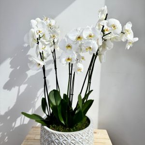 White Orchid Plant Bunch in White Ceramic