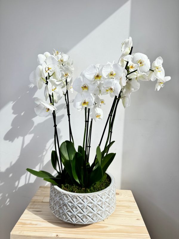 White Orchid Plant Bunch in White Ceramic